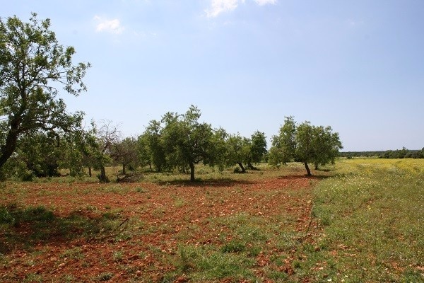 Grundstück bei Santanyi in ruhiger Lage und schönem Baumbestand