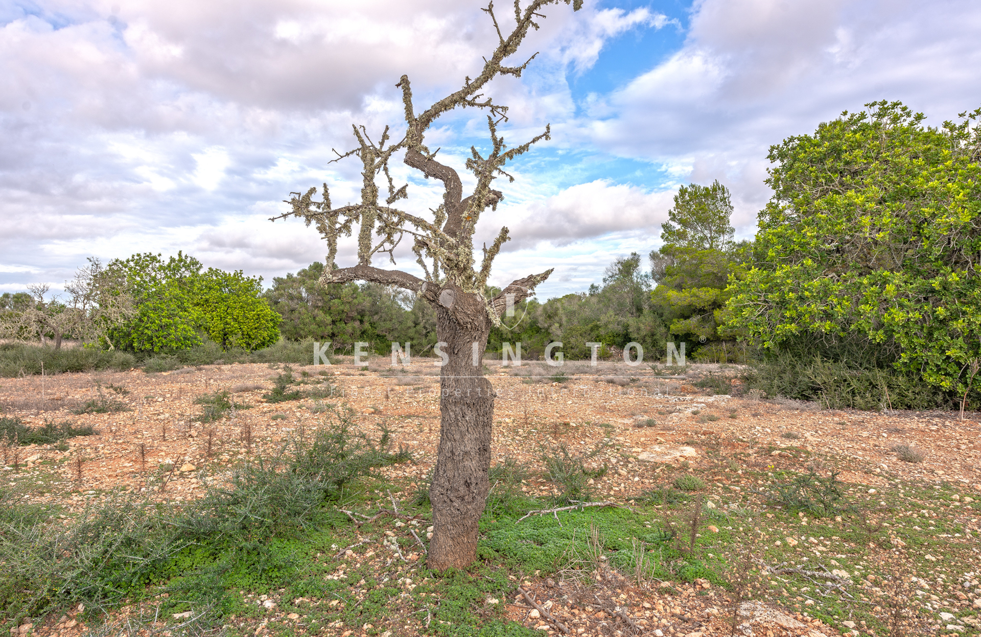 Large rural finca with many possibilities in Llucmajor, Mallorca · Image gallery 25