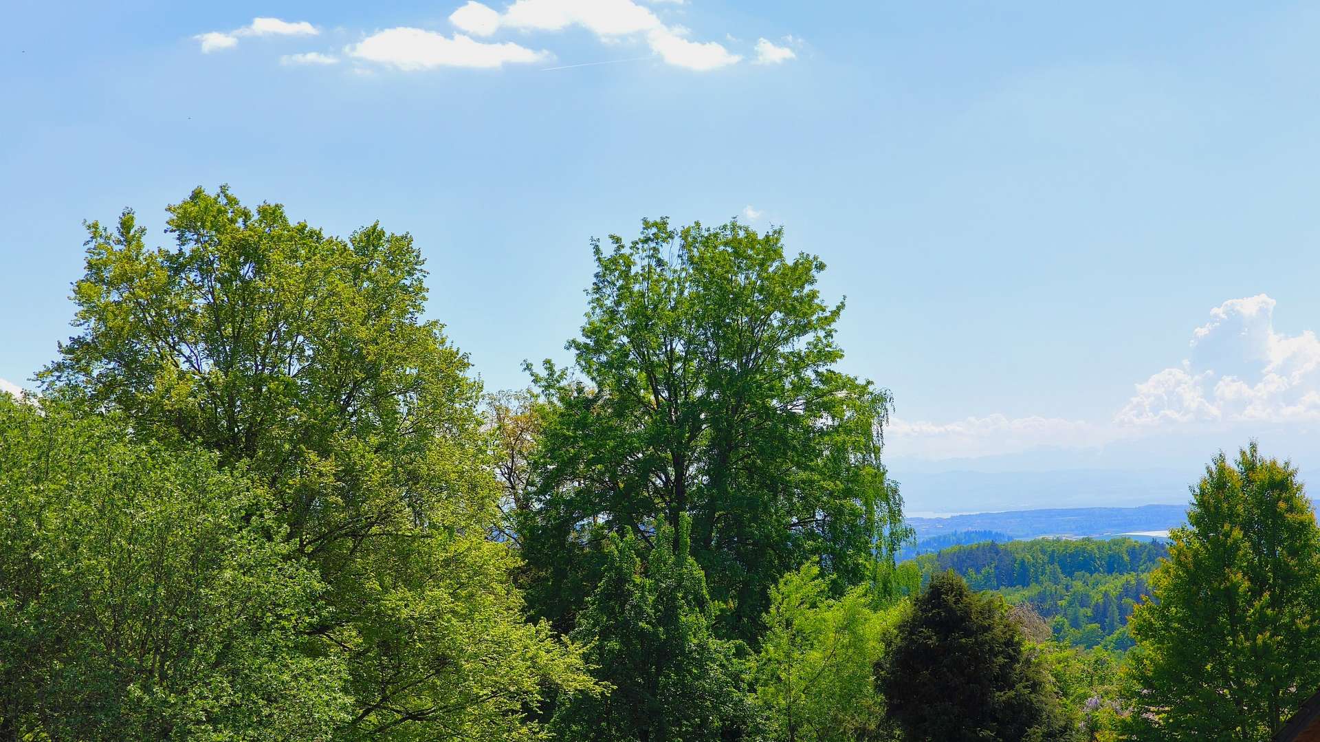 Blick ins Grüne