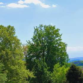 Blick ins Grüne