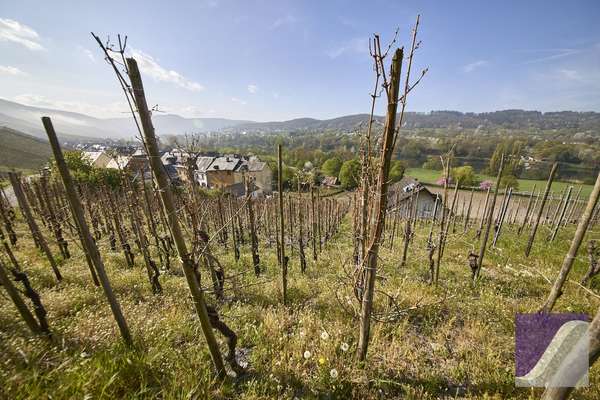 Graach: Baugrundstück mit Moselblick