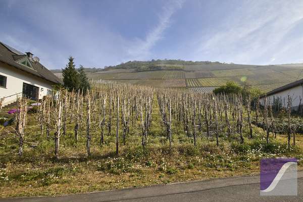 Graach: Baugrundstück mit Moselblick