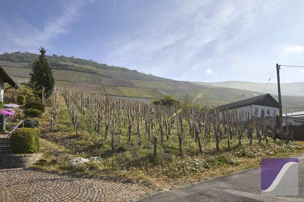 Graach: Baugrundstück mit Moselblick