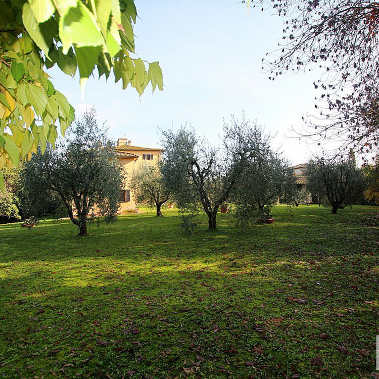 Olivenbäume / Garten