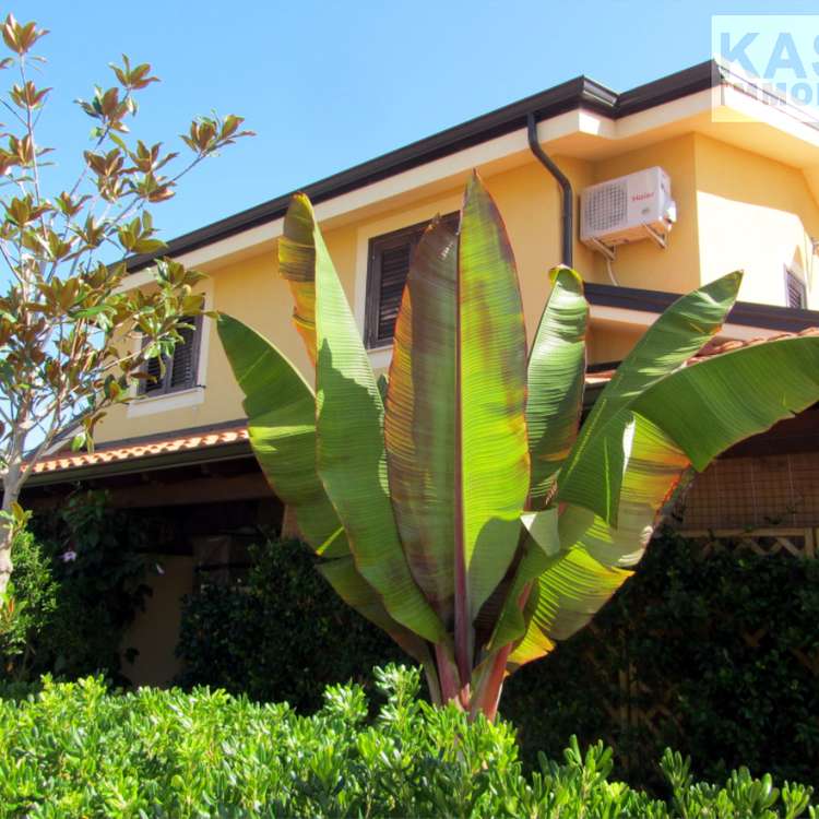 Aussenansicht (Musterhaus)