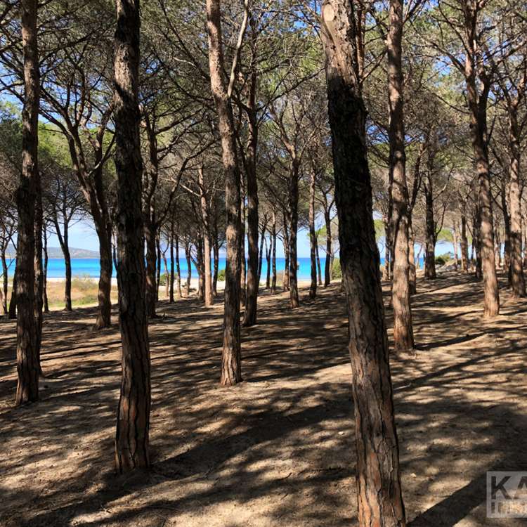 Nordsardinien Pinienwald