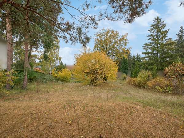 Wiese zwischen Kiefern, Immobilie in Falkensee