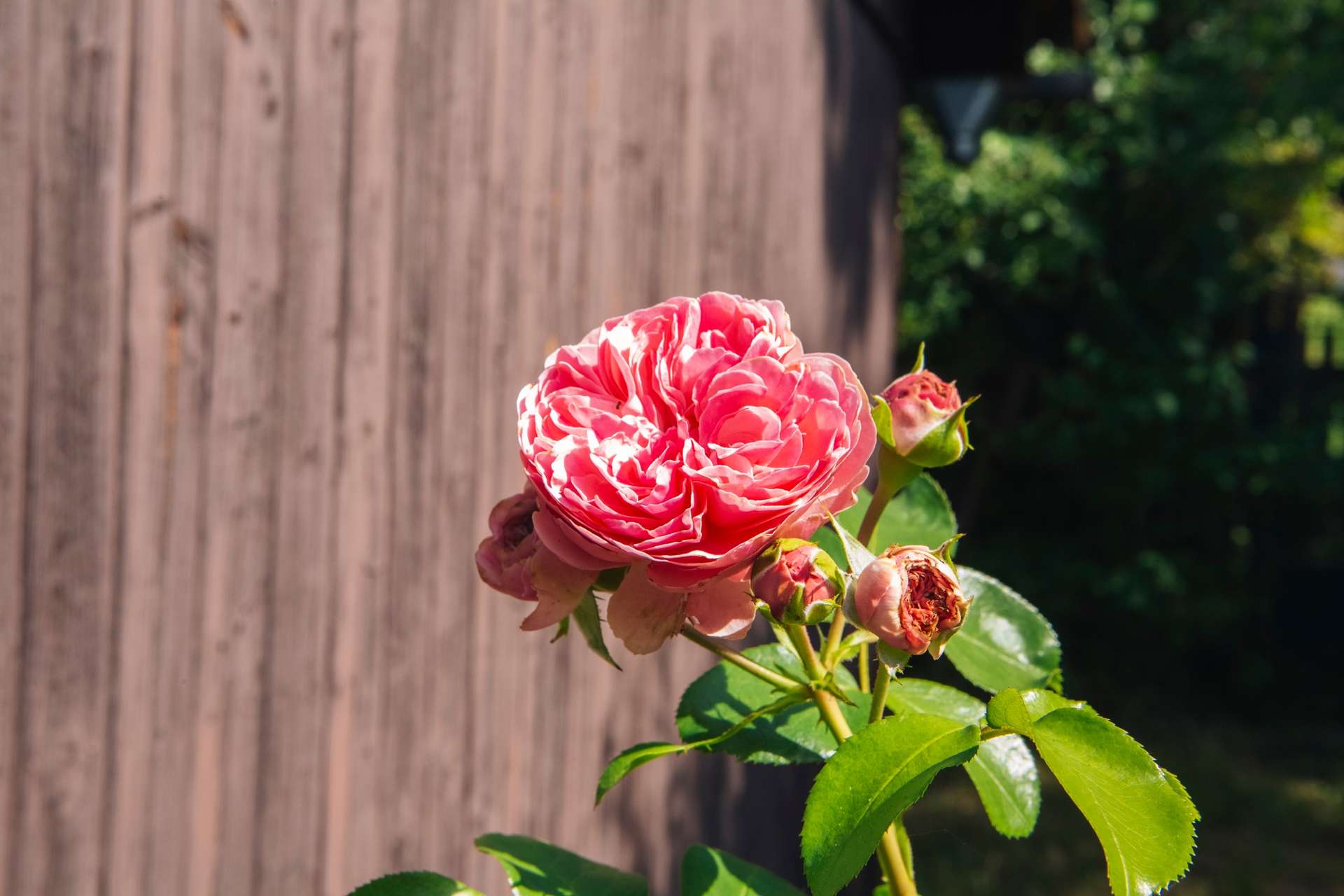 Wunderschöne Blumen