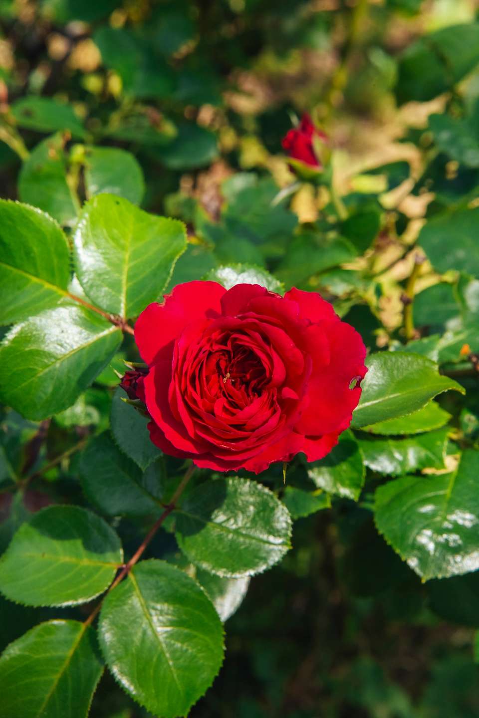 Wunderschöne Blumen