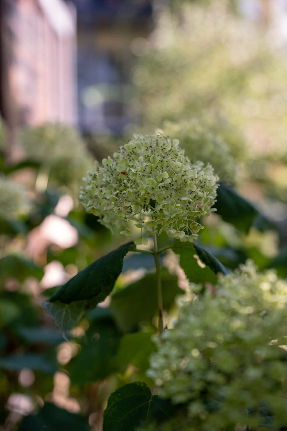Einzug kurzfristig möglich: Tolle Lage in Neuenheim mit Balkon und Garten