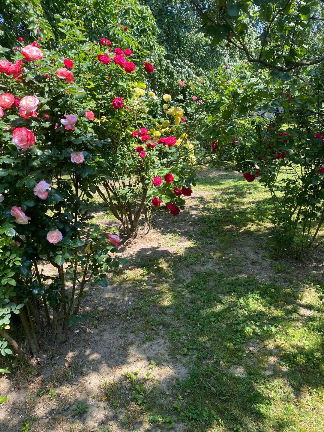 [object Object] - image