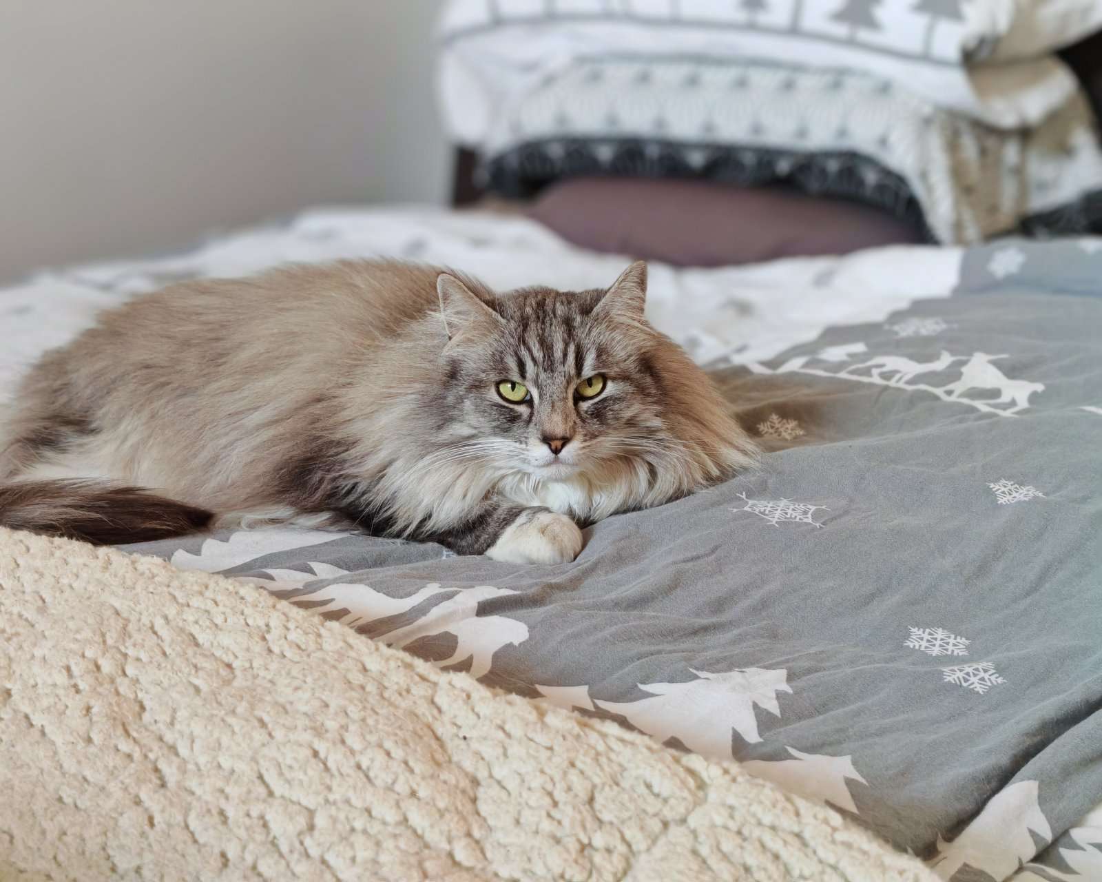 [object Object] - image