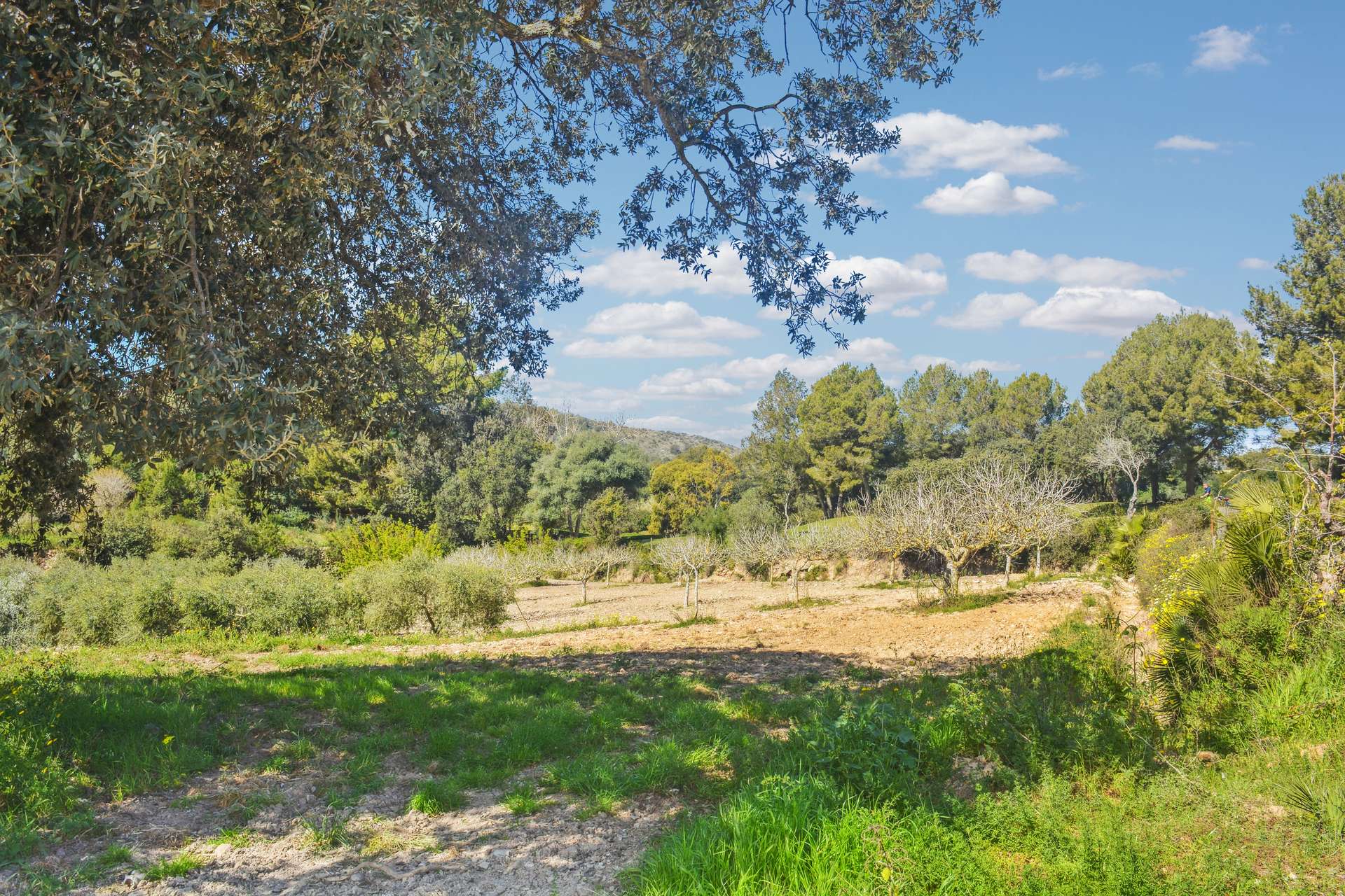 [object Object] - image