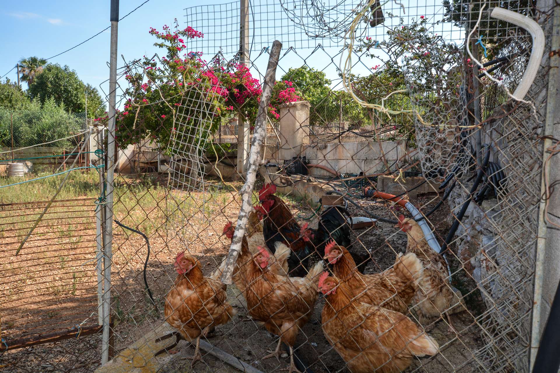 [object Object] - image