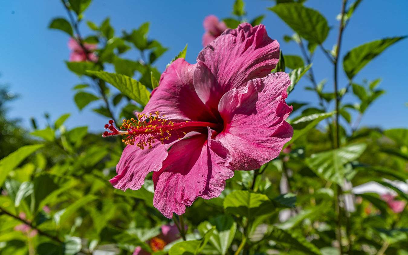 [object Object] - image