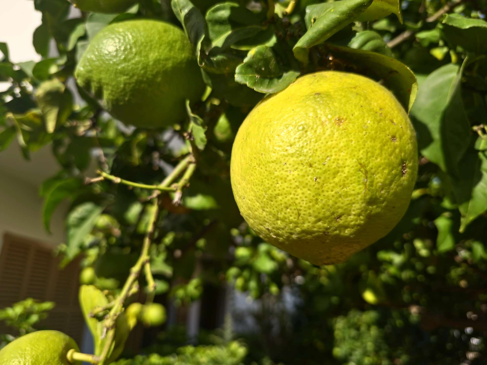 [object Object] - image