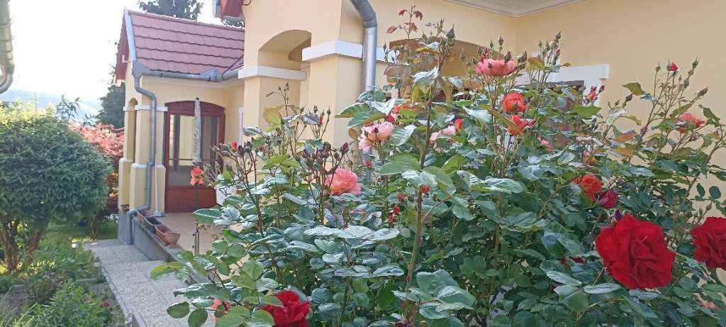 [object Object] - image