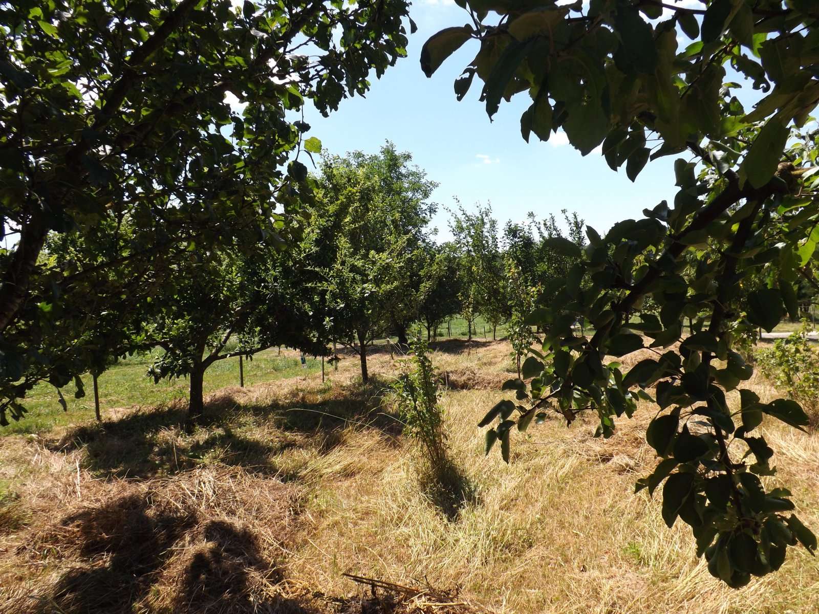 [object Object] - image