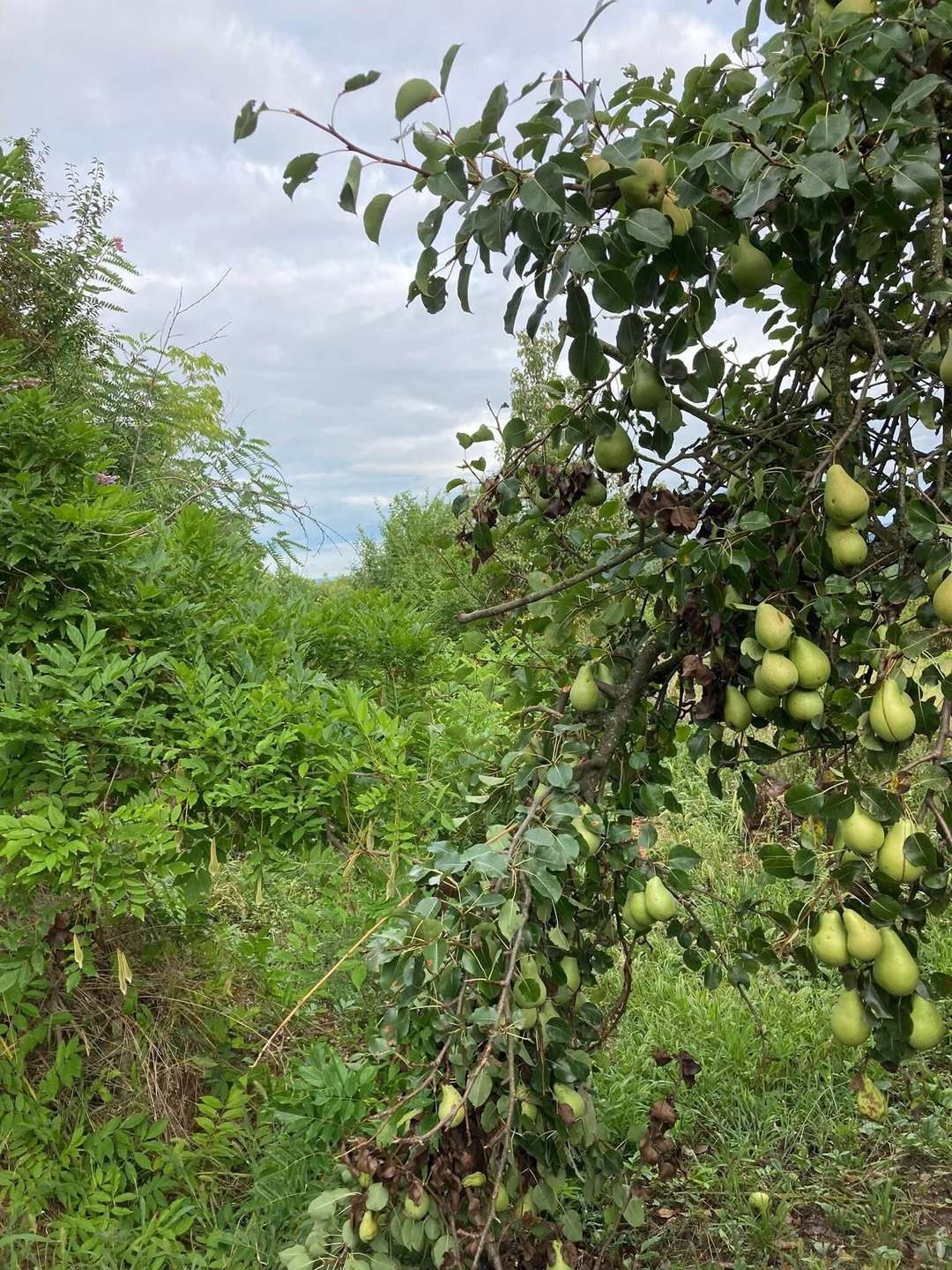 [object Object] - image