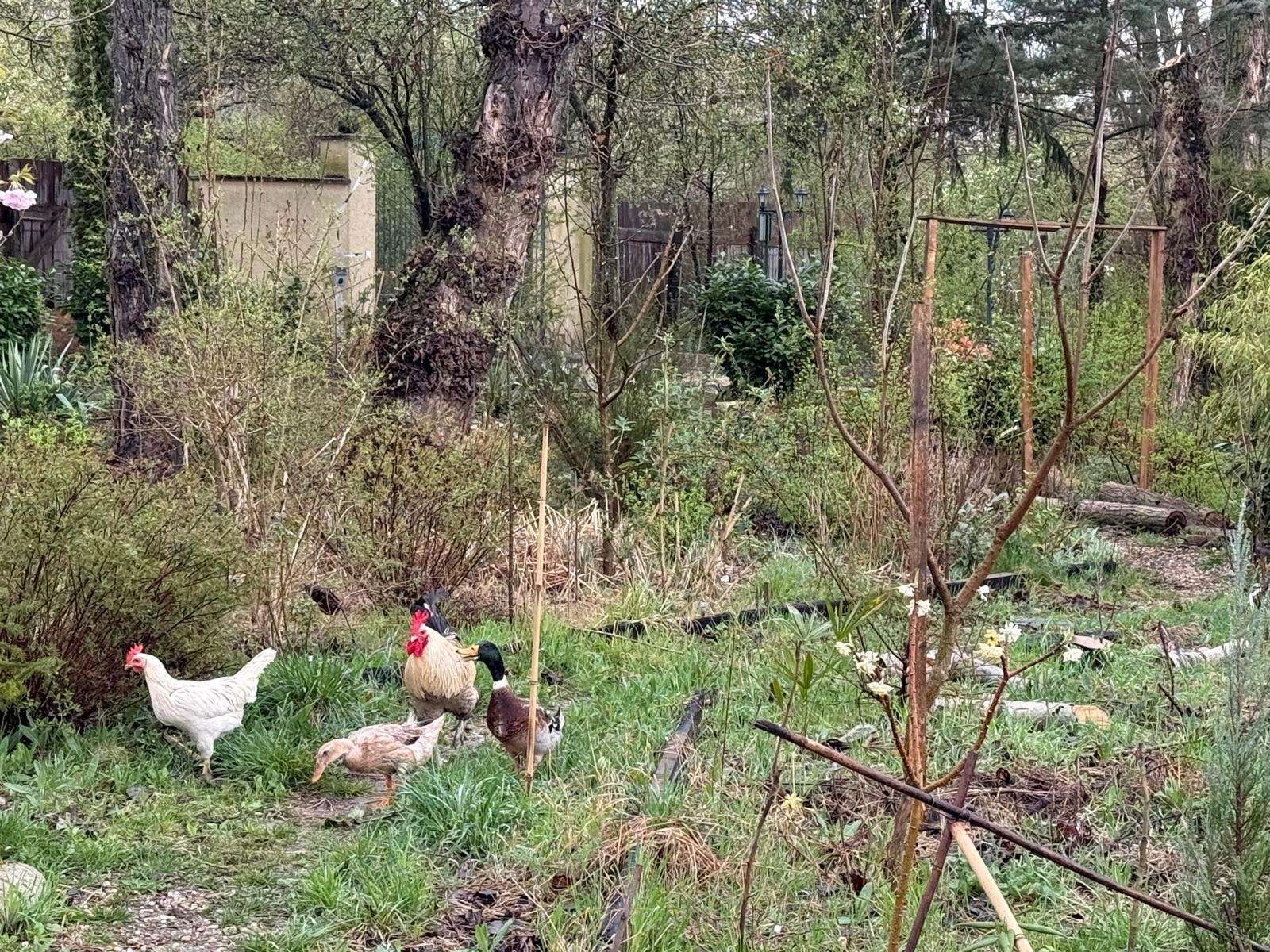 [object Object] - image