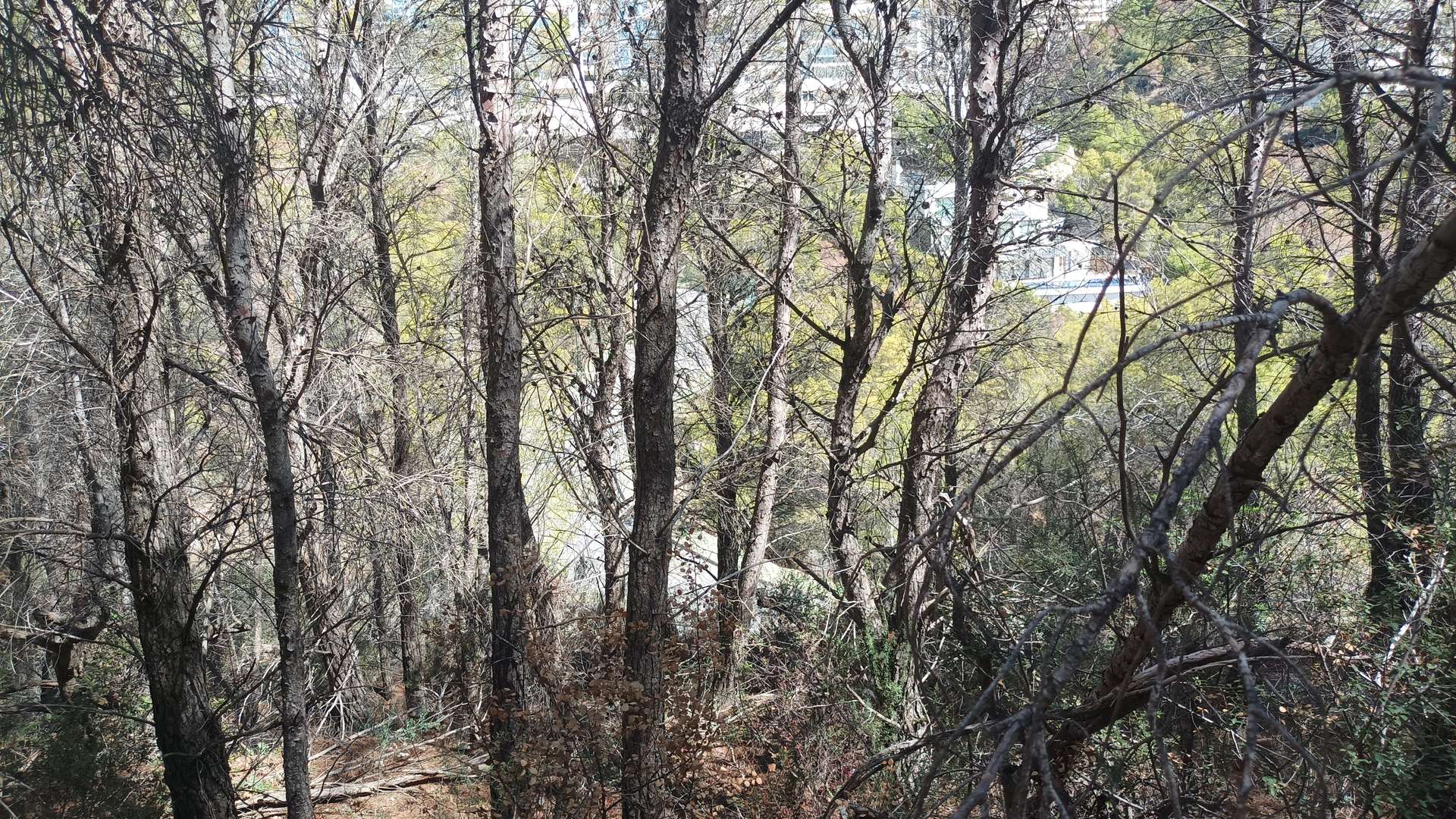 [object Object] - image