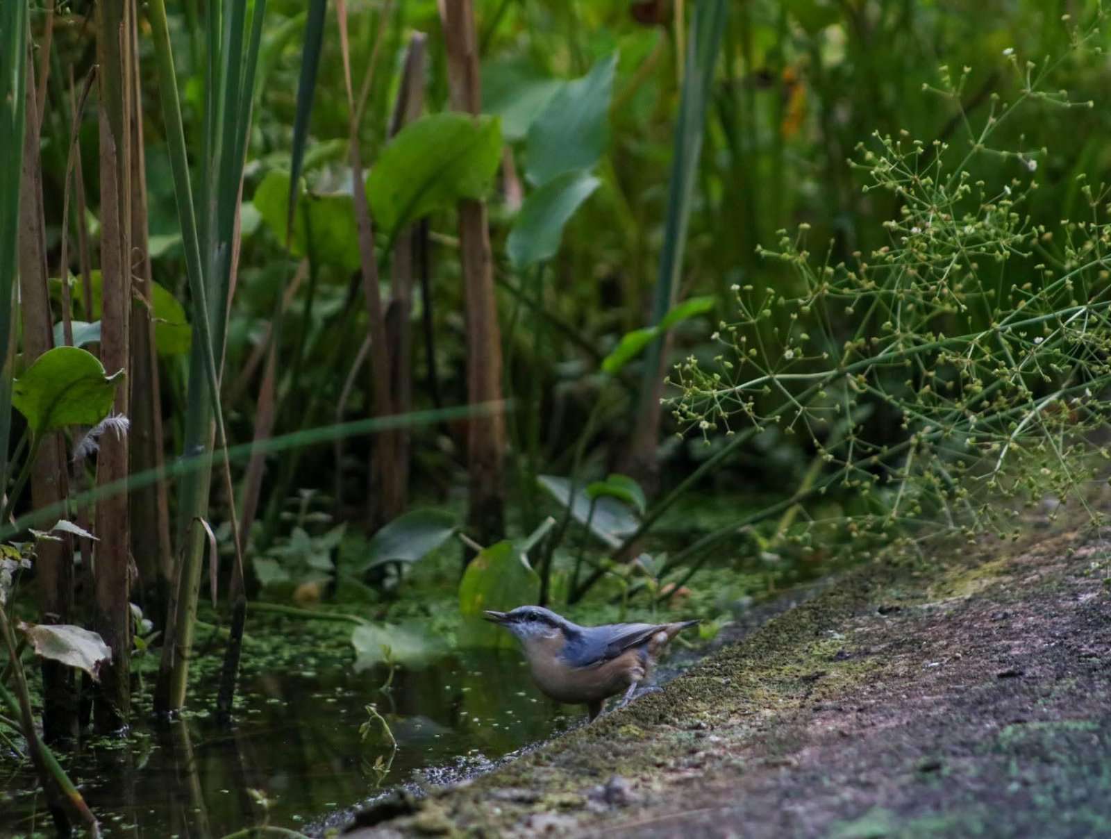 [object Object] - image