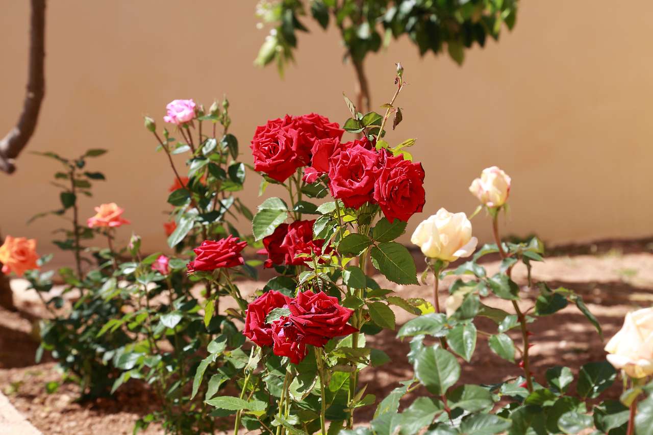 [object Object] - image