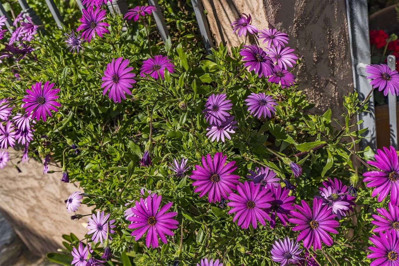 [object Object] - image