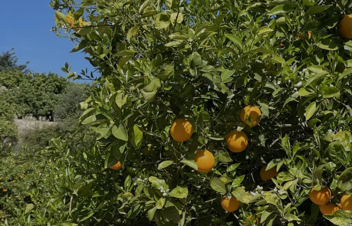 [object Object] - image