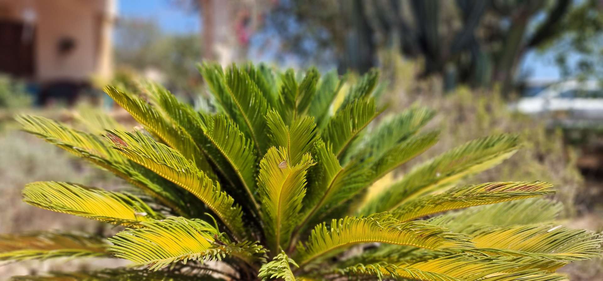 [object Object] - image