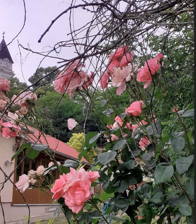 [object Object] - image