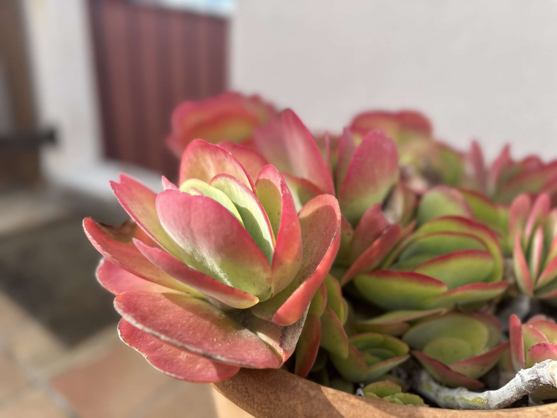 [object Object] - image