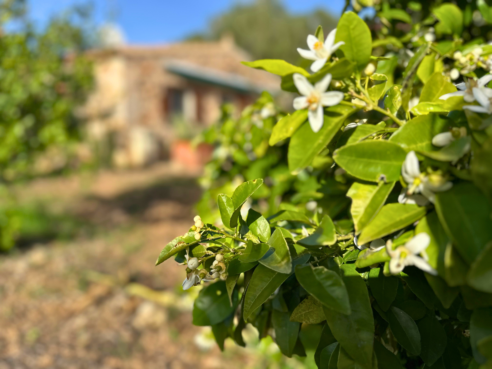 [object Object] - image