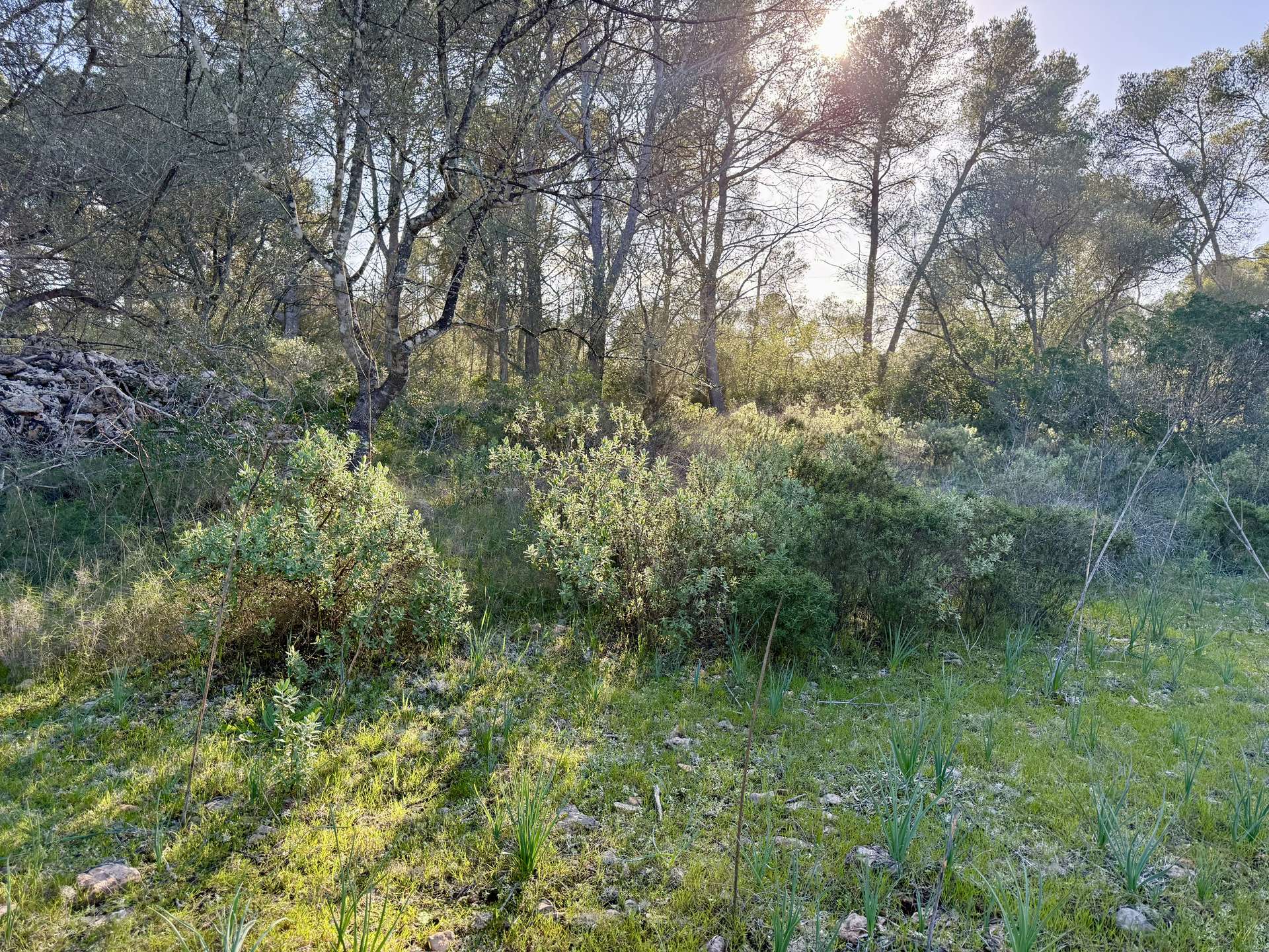 [object Object] - image