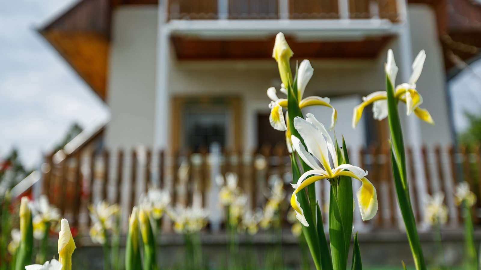 [object Object] - image