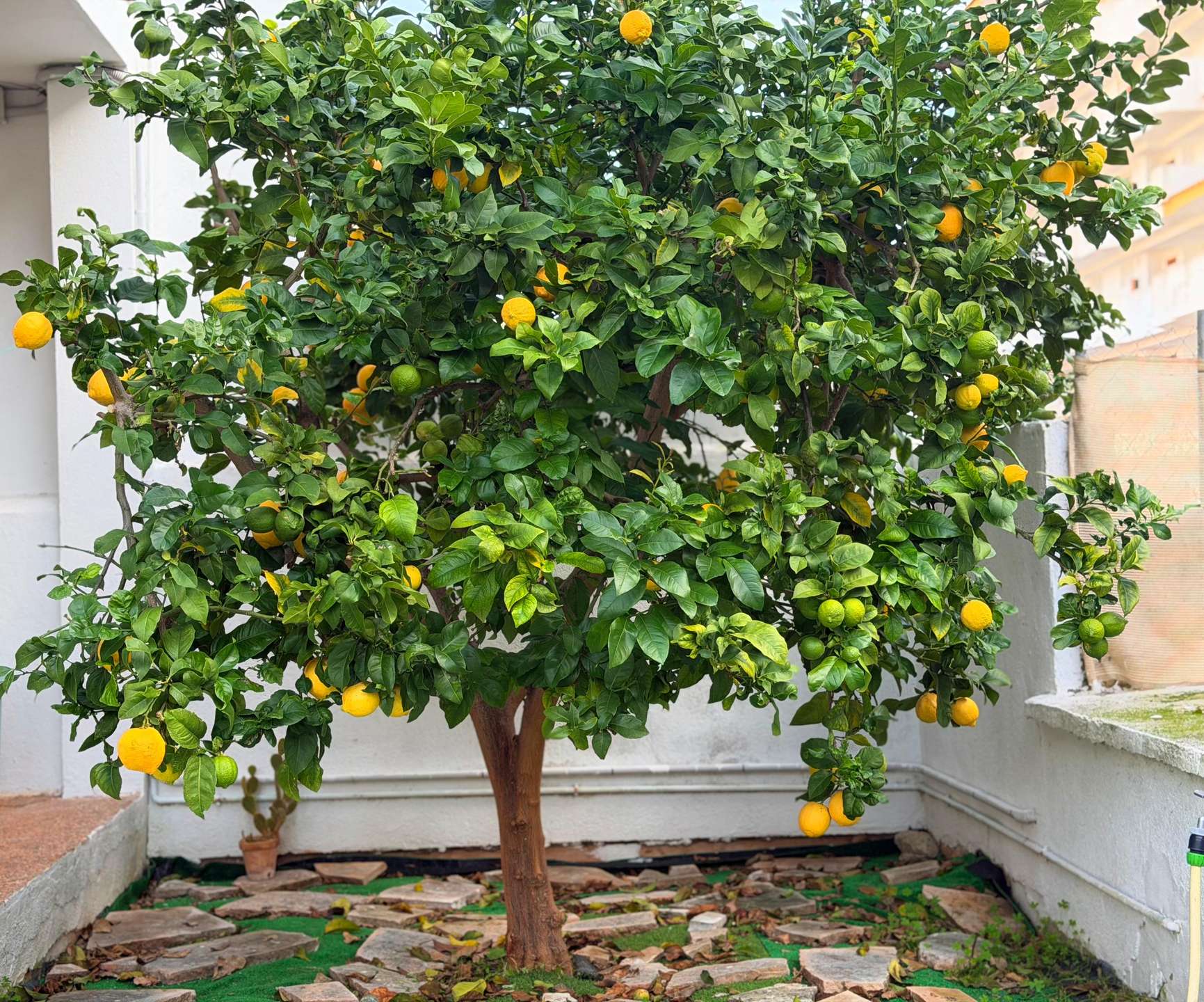 [object Object] - image