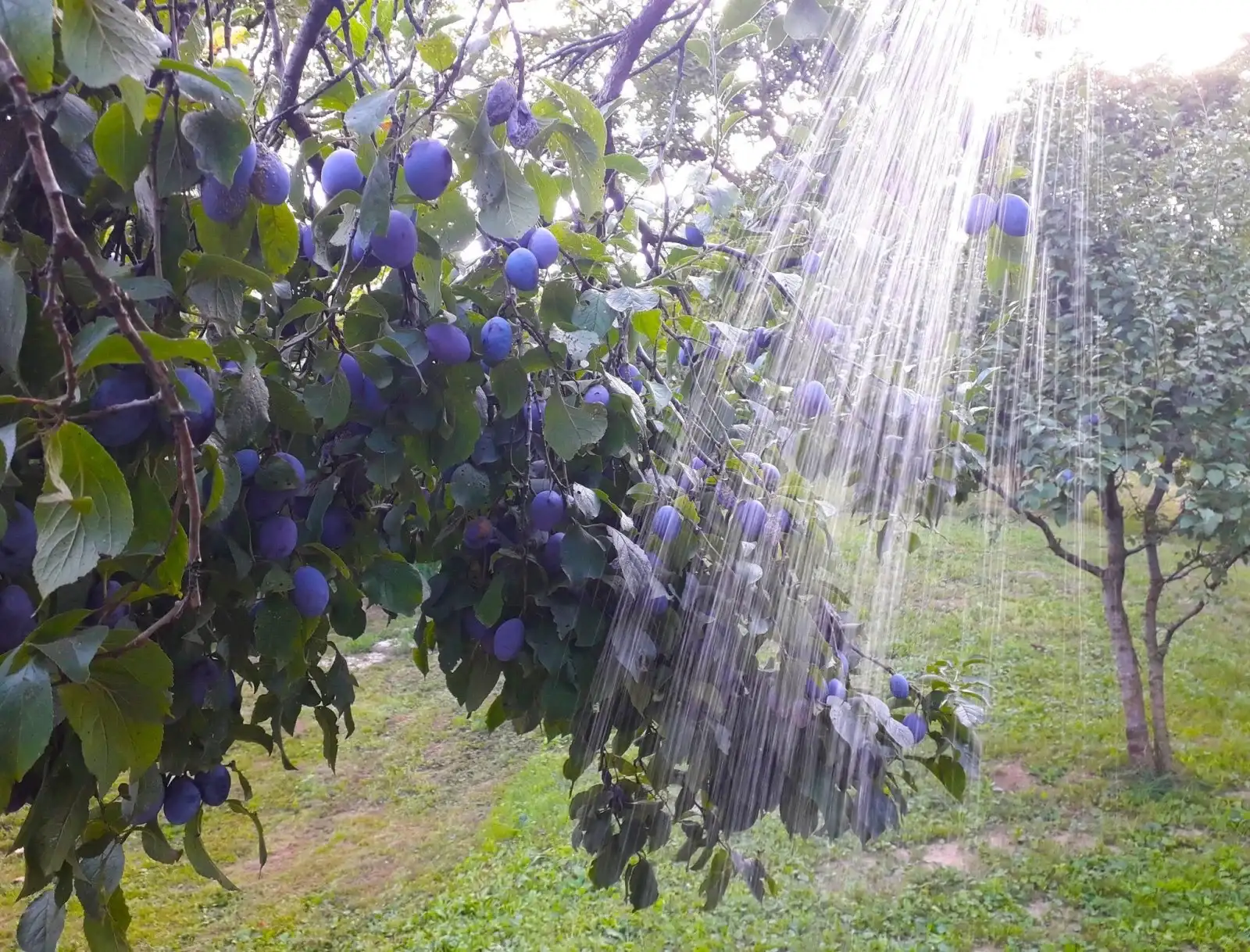 [object Object] - image