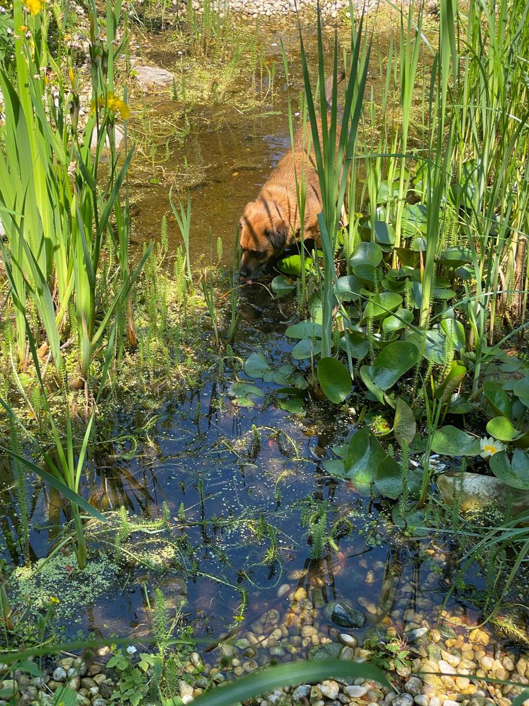 [object Object] - image