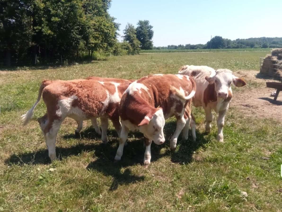 [object Object] - image