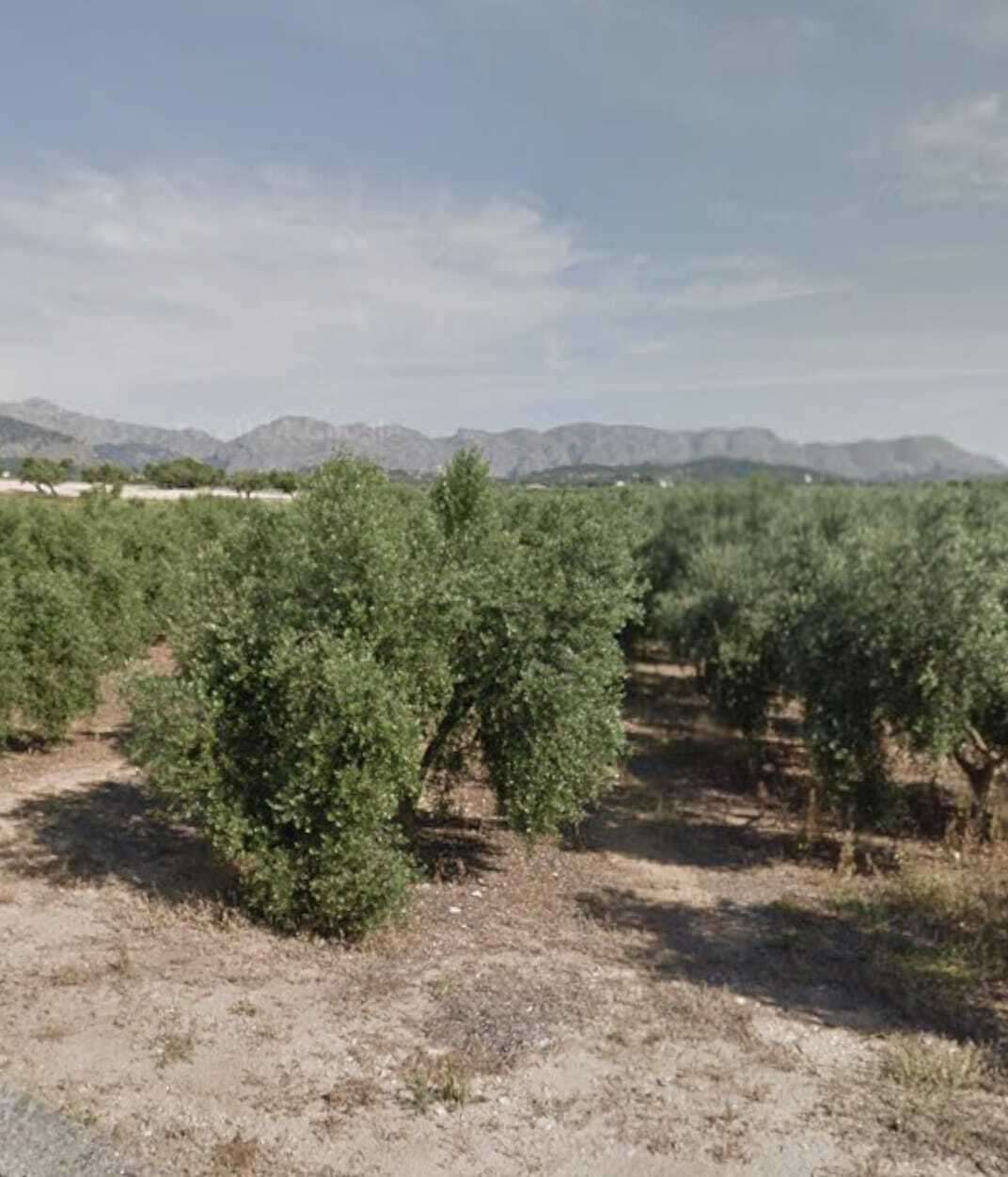 [object Object] - image