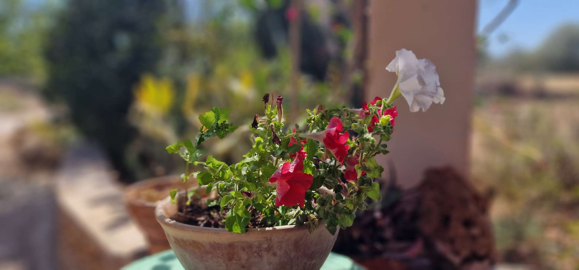 [object Object] - image