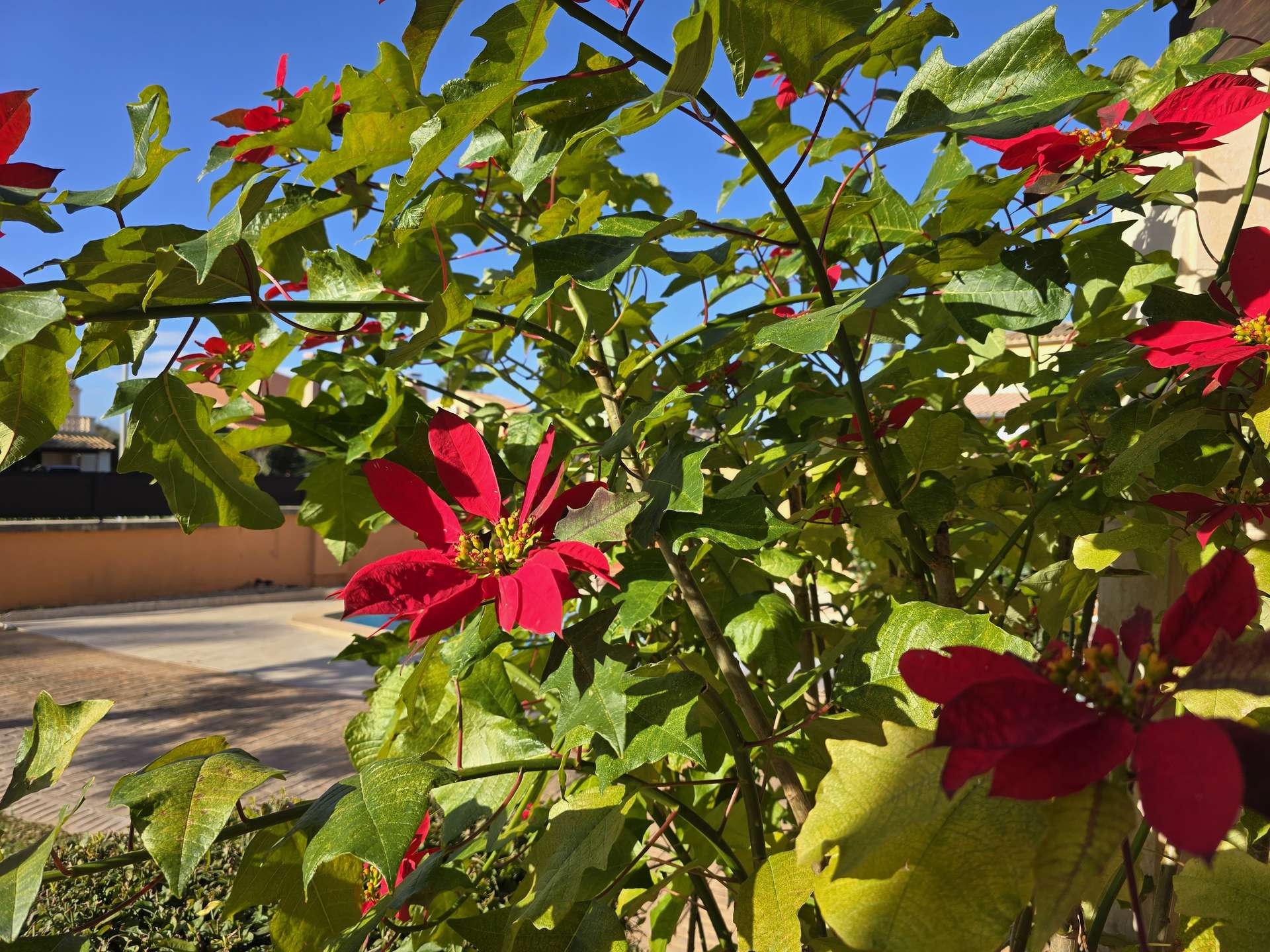 [object Object] - image