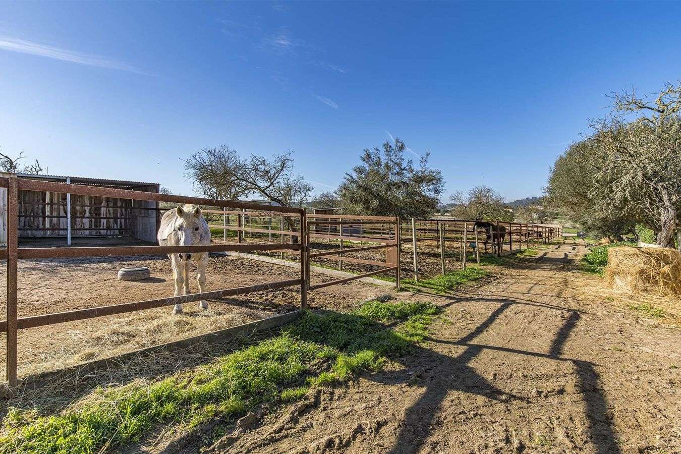 [object Object] - image