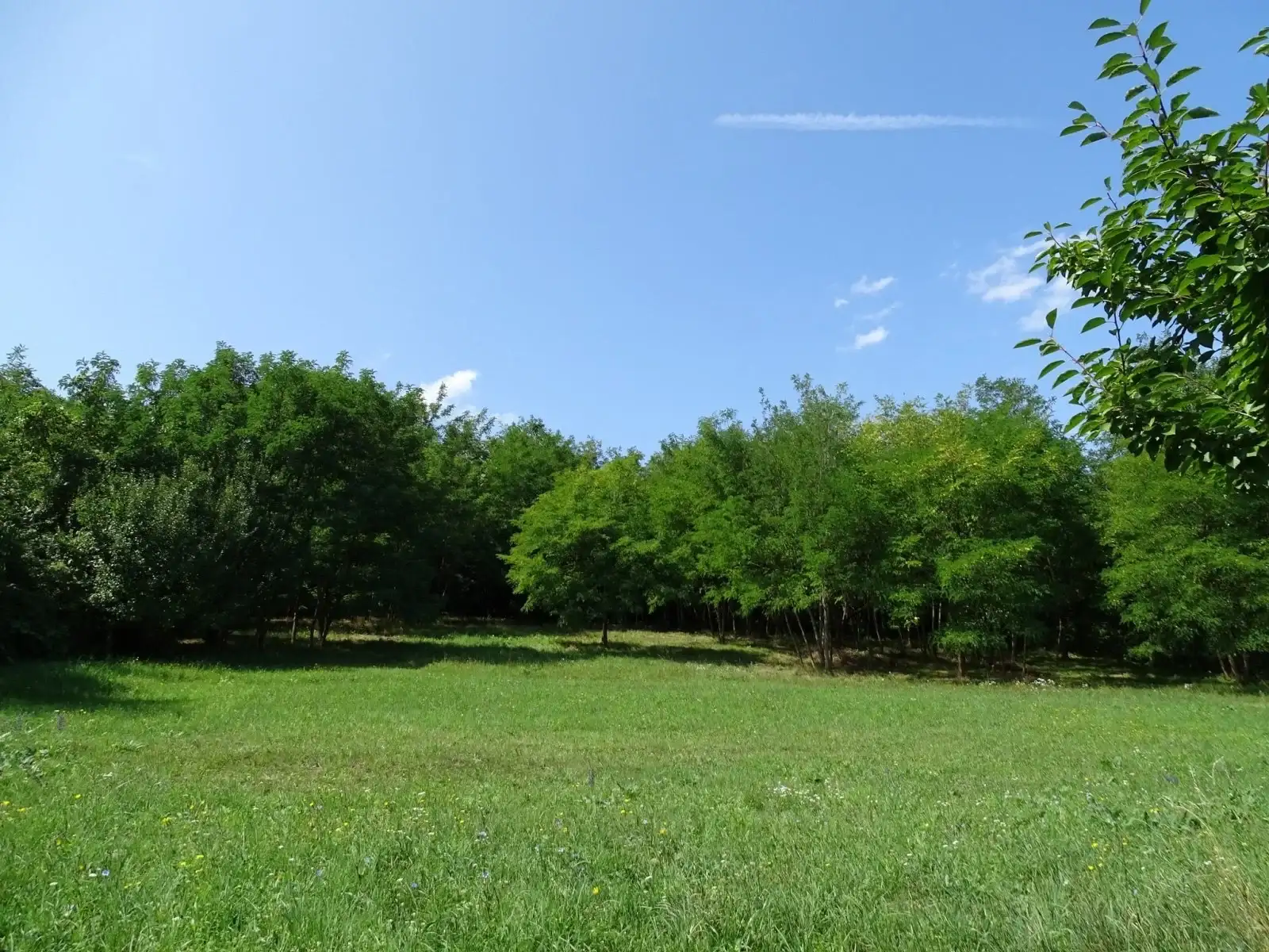 [object Object] - image