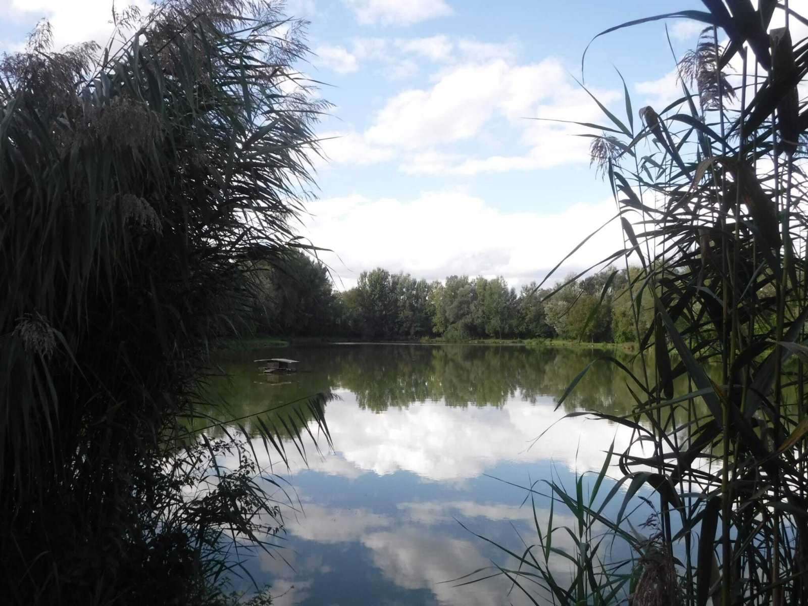 [object Object] - image