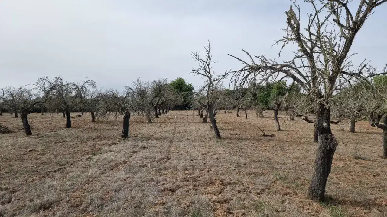 [object Object] - image