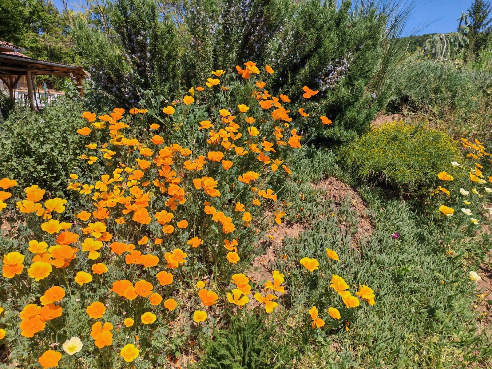 [object Object] - image