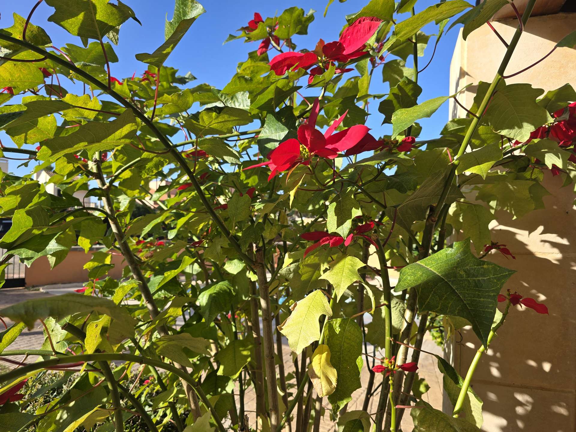 [object Object] - image