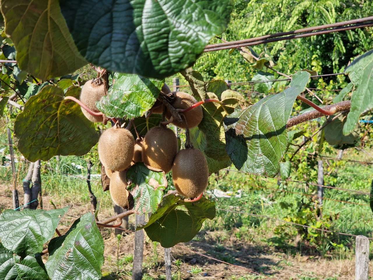 [object Object] - image