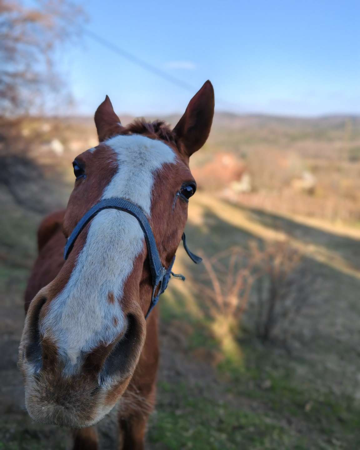 [object Object] - image